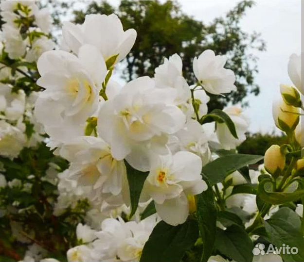 Жасмин махровый