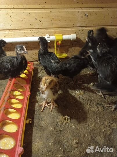 Цыплята деревенские несушки и яйца