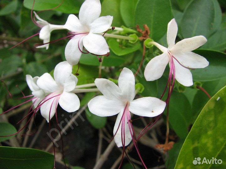 Бугенвиллия 5 черенков в одни руки