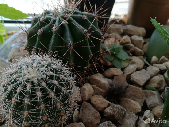 Кактусы и суккуленты