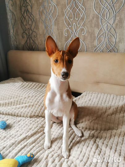 Щенки басенджи