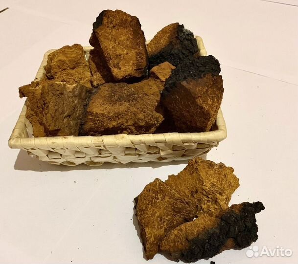 Березовый гриб чага