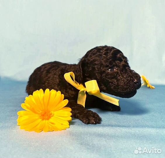 Карликовый пудель девочка