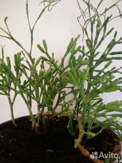 Суккулент Рипсалис Хатиора 70 см