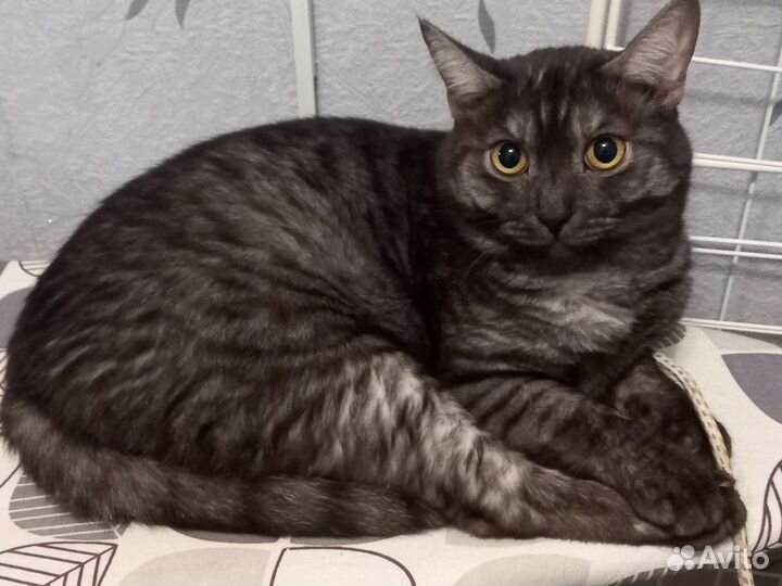 Метисы сибирско шотланские в добрые руки 4 шт