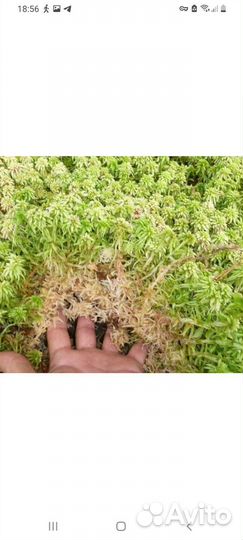 Мох сфагнум живой