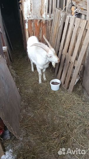 2 козы и козёл порода ламанча