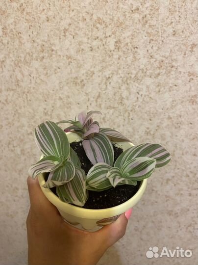 Комнатные цветы. Традесканция, Шеффлера