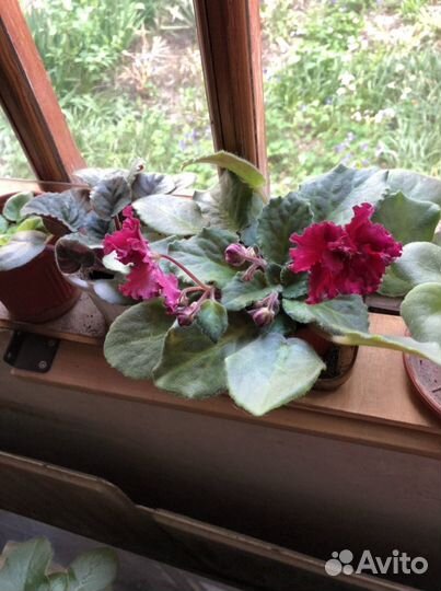 Фиалка, Зигокактус