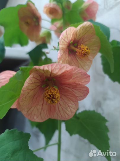 Абутилон (комнатный клён)