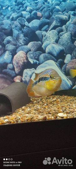 Самец Сальвини