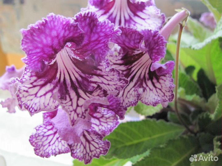 Стрептокарпус,Бегония,Фуксия,Фиалка,Глоксиния