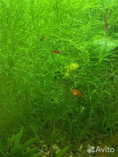 Аквариумное растение Наяс