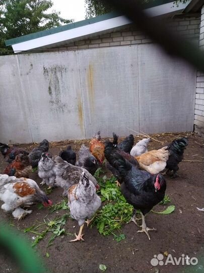 Домашние петухи