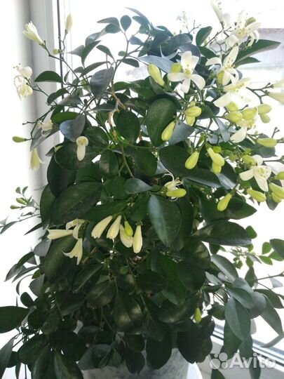 Мурайя метельчатая