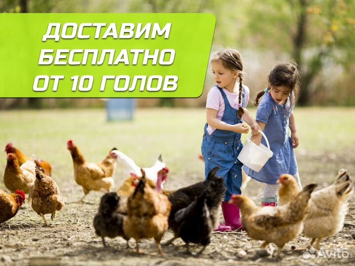 Куры-несушки