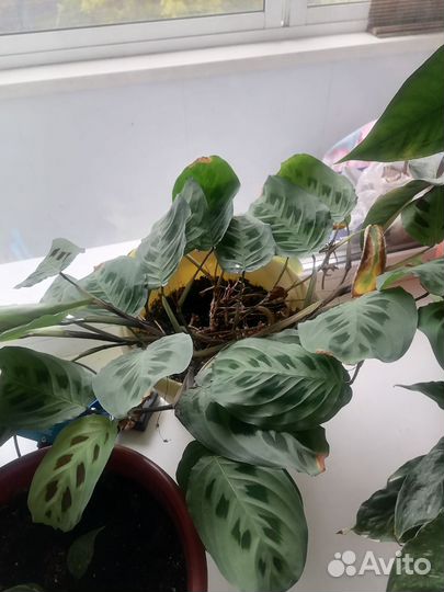 Комнатные цветы шефлера