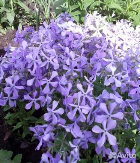 Флокс отклоненный