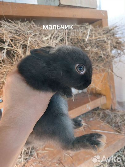 Мини карликовые крольчата
