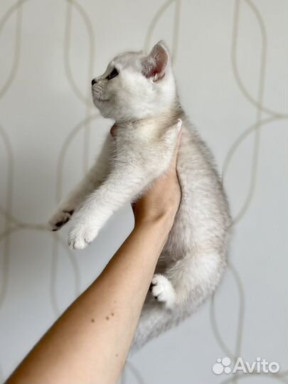 Шотланский котенок AY25