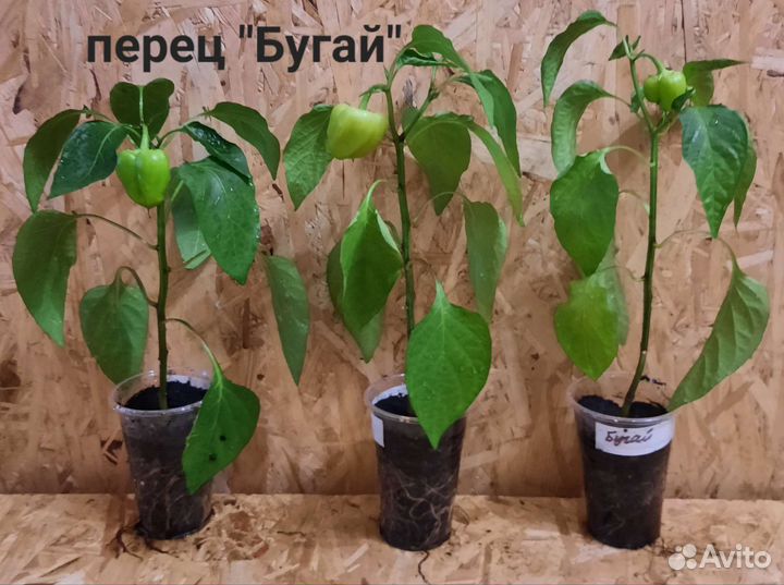 Перец сладкий рассада