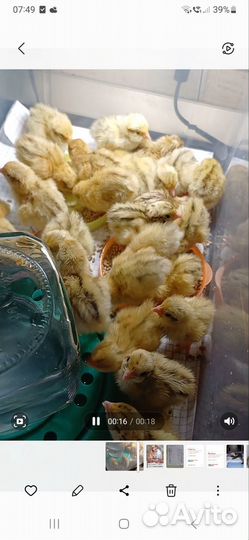 Перепела суточные