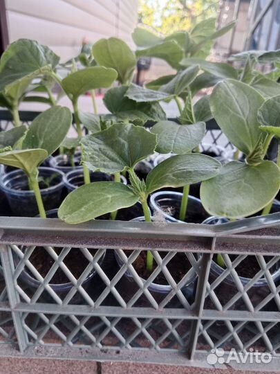 Рассада овощей