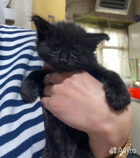 Отдам котят в хорошие руки