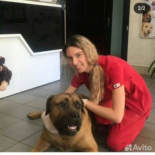 Ветеринарный врач на дом
