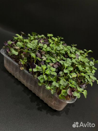 Микрозелень