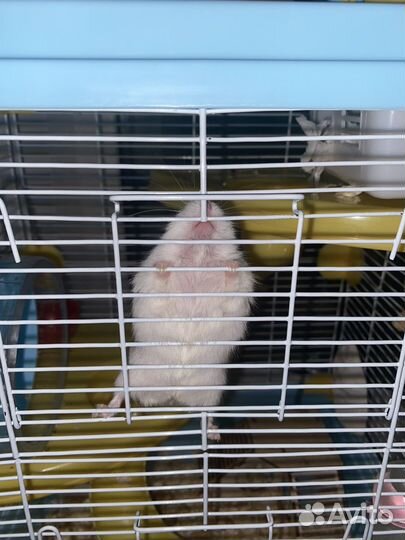 Джунгарский хомяк с клеткой