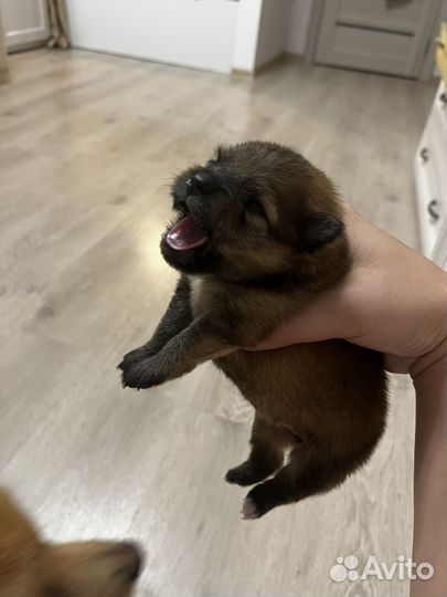 Щенки померанского шпица