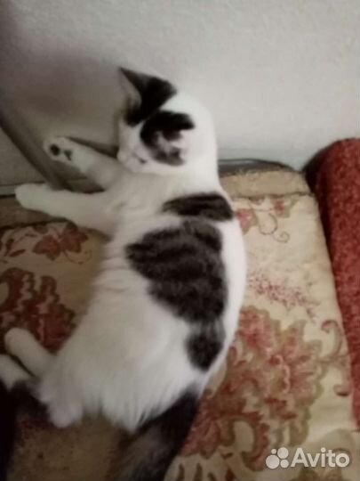 Маленькая кошечка