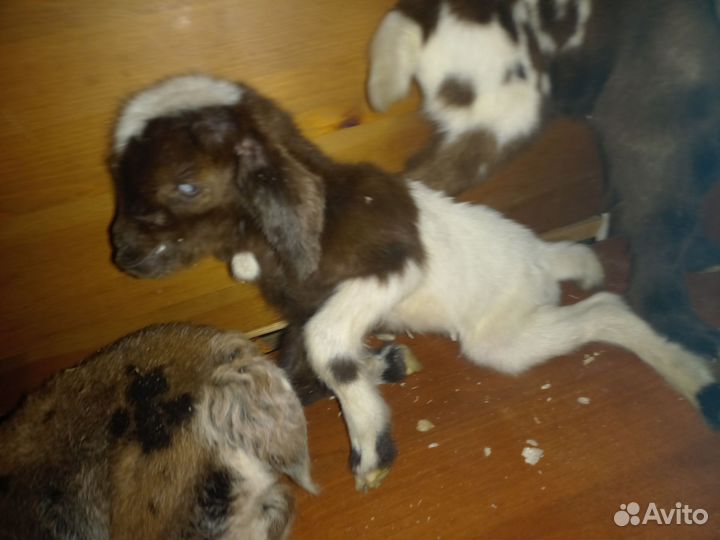 Козлята 75% нубийские