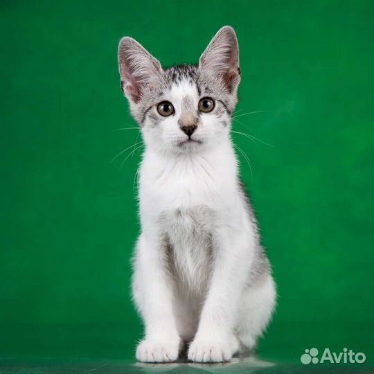 Весёлые и добрые котята ищут дом