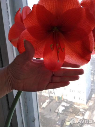 Гиппиаструм