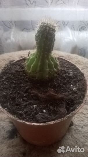 Продам цветы комнатные