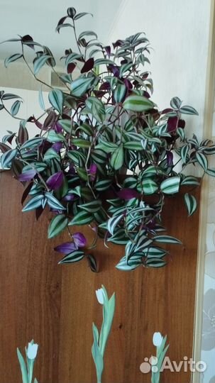 Комнатные цветы