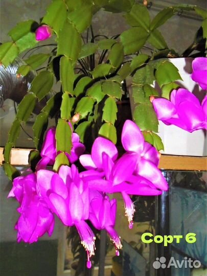 Шлюмбергеры сортовые