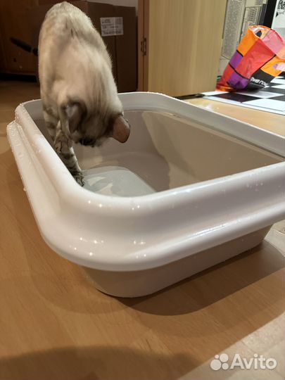 Лоток для кошек с бортами