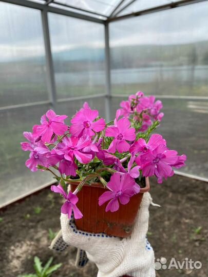 Флокс шиловидный Макдэниэлс Кьюшн (зкс)