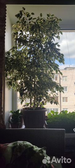 Фикус бенджамина