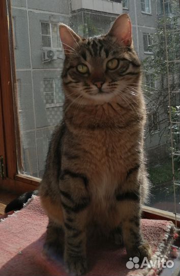 Котик шкодик