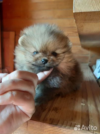 Померанский шпиц мини мальчики