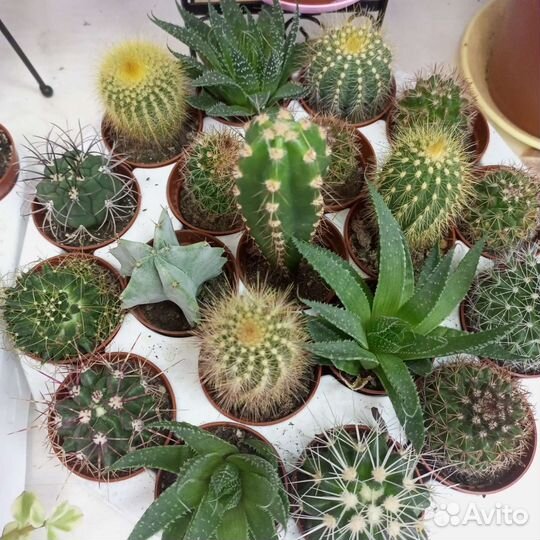 Кактусы и суккуленты