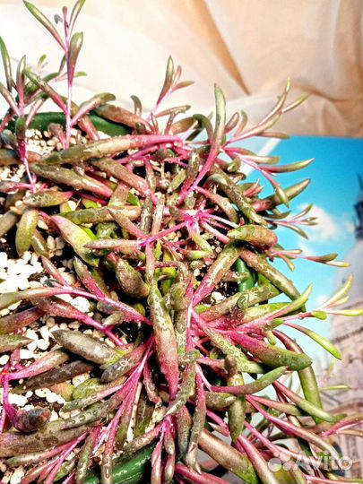 Оттона красивый суккулент