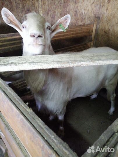 Козы и козел