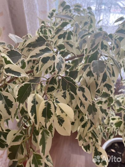 Фикус бенджамина