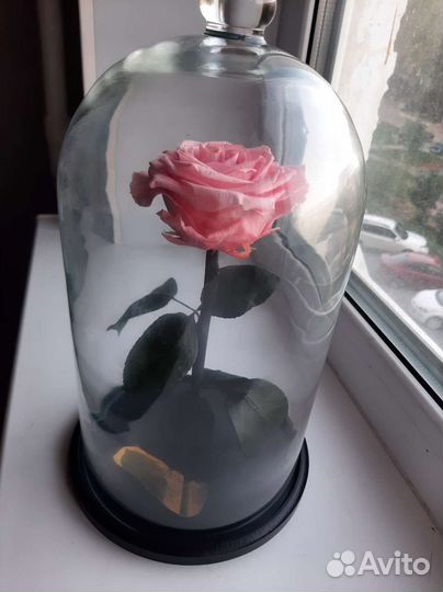 Роза в колбе