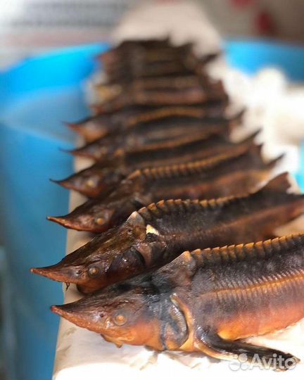 Рыбное хобби